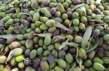 Olive Harvest Palestine Max Carter PWE 12/4/2022 Eau Claire Quakers